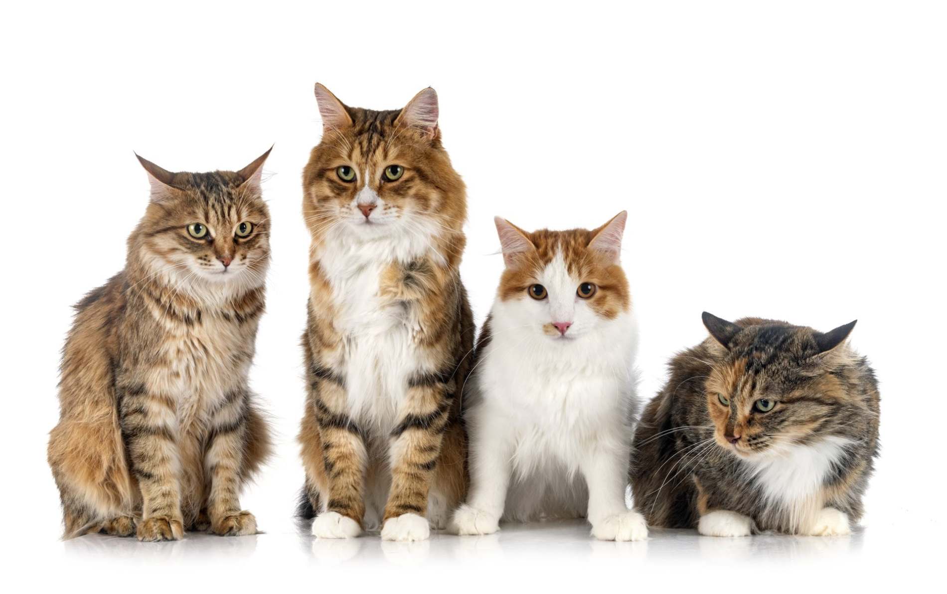 kurilian-bobtails-in-studio-2023-11-27-05-04-17-utc